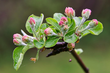 The flowers on the apple branch have not bloomed yet. Apple blossom.