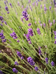 Beautiful Lavender Field Close Up