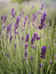 Beautiful Lavender Field Close Up