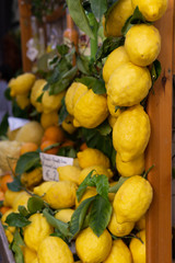 Zitronen auf Capri