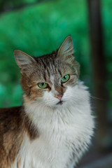 Portrait of a fluffy cat on a green natural background