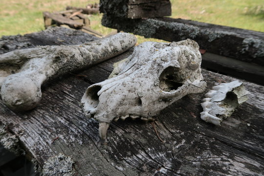 Old dog skull on a wooden table
