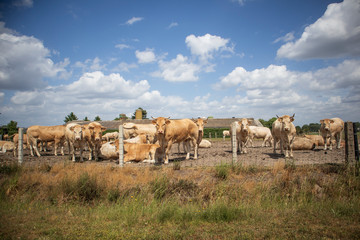 Fototapeta na wymiar herd of brown cows under blue sky with clouds