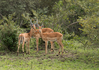 Naklejka na ściany i meble Impalas in the bushes of Masai Mara, Kenya