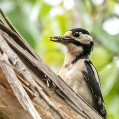 Pic épeiche à l'étang de Vaugrenier à Villeneuve Loubet dans le Sud de la France.