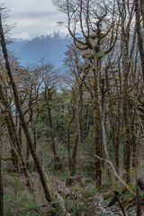 Cerro Cordon is a small mountain located at Aysén City in Chile.
On the trail up to summit (around 1.300m) you will know first hand the marvelous patagonian forest.
