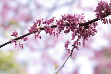 Beautiful blossom sakura in spring time, pink flowers. Nature scene with blooming twig on blurred background