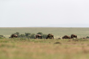 Wildebeests grazing in the grassland of Masa Mara