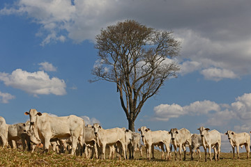 herd of cattle Nelore for slaughter