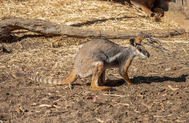 A Yellow Footed Rock Wallaby