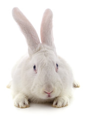 One white rabbit.