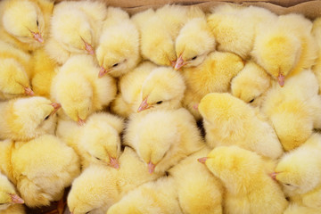 Little chickens in a box.
