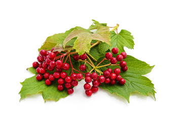 Red berries of viburnum with green leaf.