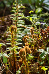 Ferns in forrest 