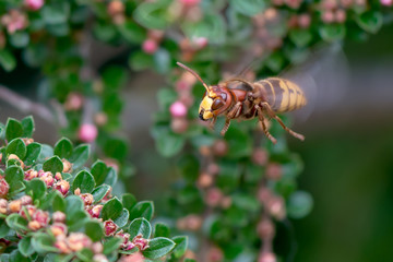 Close view of flying european hornet(vespa crabro) feeding on cotoneaster flower nectar, green background