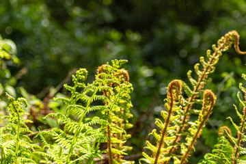 Ferns in forrest 
