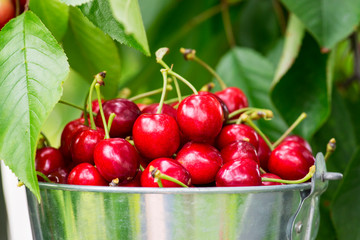 Harvesting cherries in the garden. Bucket of cherries on cherry branches background. Fresh red sour cherries harvest in bucket
