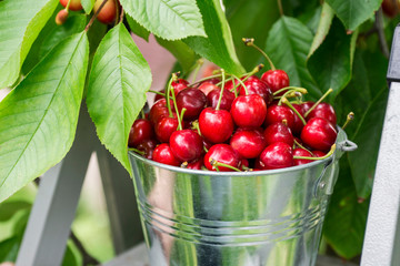 Harvesting cherries in the garden. Bucket of cherries on the top of ladder on cherry branches background