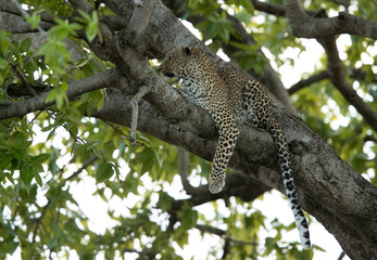 Leopard Bahati sitting on a tree at Masai Mara, Kenya