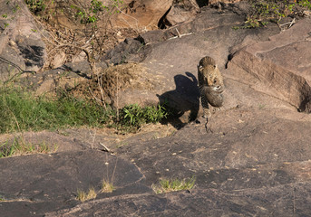 Leopard Bahati carrying her cub, Masai Mara