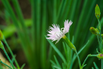 white flower with water drops n the morning in summertime