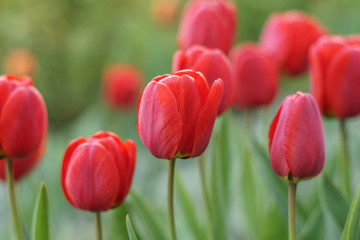 red tulip in garden in sunny springtime