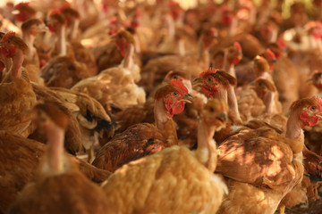 Free-range chickens on open poultry farm