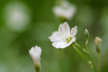 white flower with water drops n the morning in summertime
