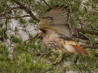 Red-tailed Hawk in an Evergreen