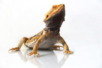The bearded dragon (Pogona vitticeps)