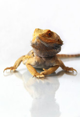 The bearded dragon (Pogona vitticeps)