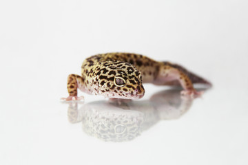 The leopard gecko (Eublepharis macularis) normal morph