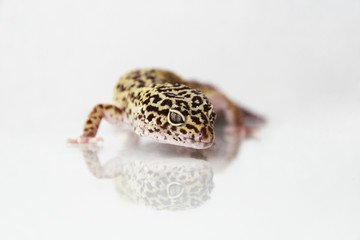 The leopard gecko (Eublepharis macularis) normal morph