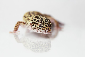The leopard gecko (Eublepharis macularis) normal morph
