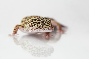 The leopard gecko (Eublepharis macularis) normal morph