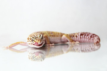 The leopard gecko (Eublepharis macularis) tremper albino morph