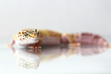 The leopard gecko (Eublepharis macularis) tremper albino morph