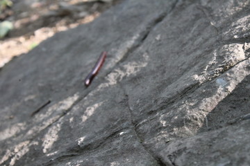 ants on the rock