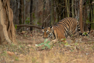 Naklejka na ściany i meble Tiger with a collar tagged coming out from bamboo forest at Tadoba Andhari Tiger Reserve, India