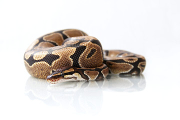 The ball python (Python regius) normal morph