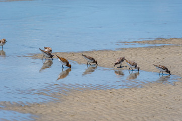 Shorebirds Wading at a Beach