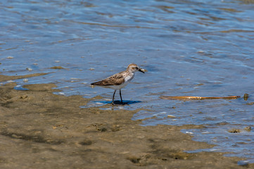 Semipalmated Sandpiper at Edge of Water