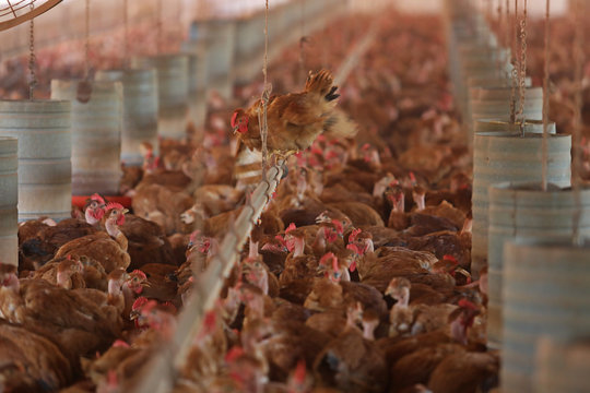 Free-range chickens on open poultry farm