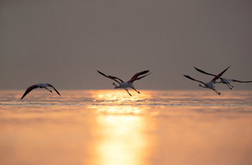 Greater Flamingos takeoff at Asker coast in the morning, Bahrain