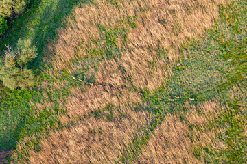 Aerial view of red deer herd running in sedge grass