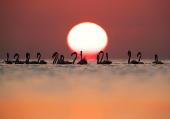 Greater Flamingos and beautiful  sunrise at Asker coast of Bahrain