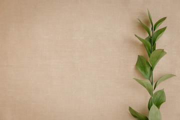 Branch with leaves on a background of beige linen fabric, top view, closeup, flat lay. Background...