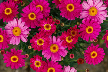 Fototapeta na wymiar Top view of pink daisies