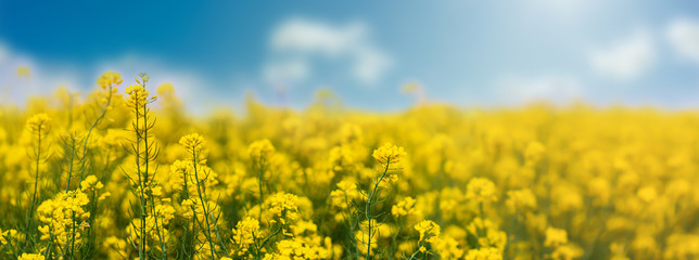Yellow rapeseed field with blue sky, flowering plants close up. Color wide-angle agricultural...