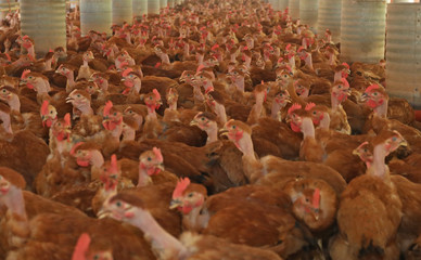Free-range chickens on open poultry farm